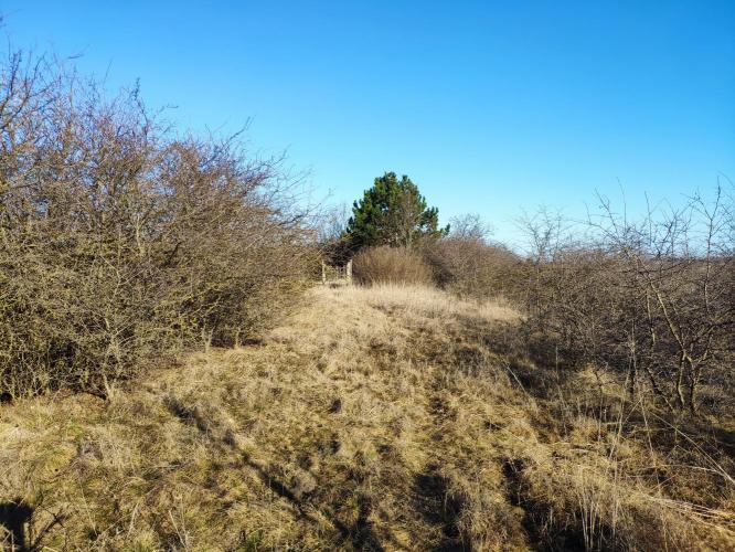 Zsidó-domb