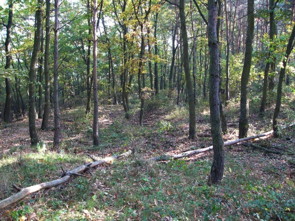Szolgagyőr