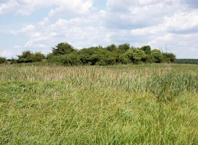 Török-domb, Varjaskér 